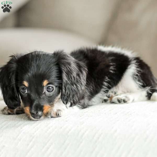 Tucker – Mini, Dachshund Puppy