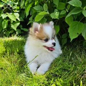 Pomeranian Puppies For Sale - Greenfield Puppies