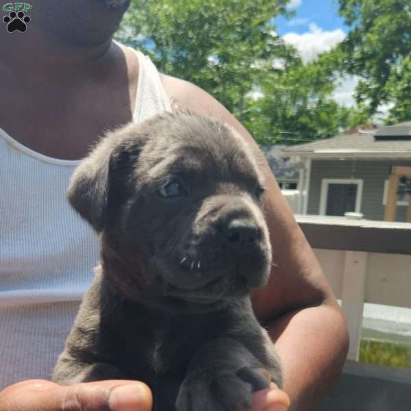 Jersey, Cane Corso Puppy