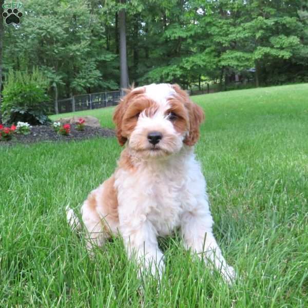 Atlas, Cavapoo Puppy