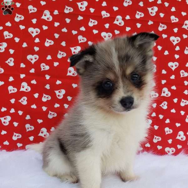 Baxter, Pomsky Puppy