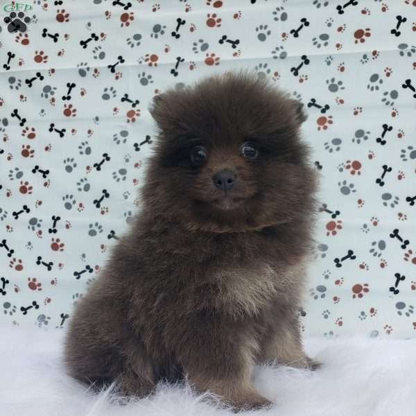 Asher, Pomsky Puppy