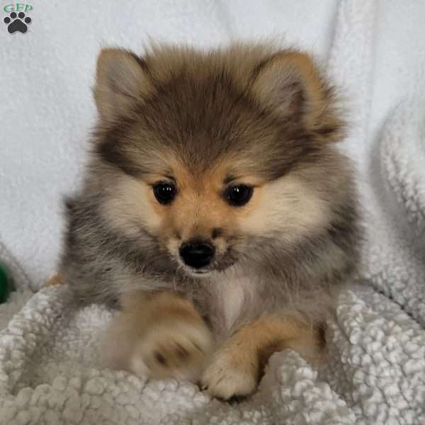 Poppy, Pomeranian Puppy