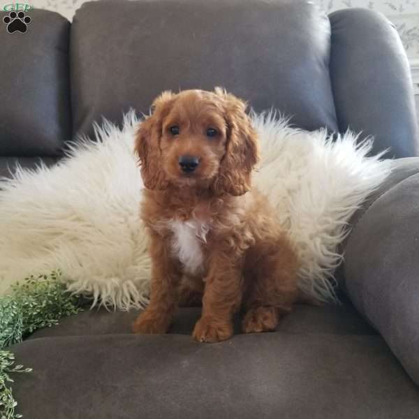 Rusty, Cockapoo Puppy