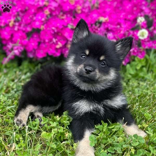 Lily, Mini Elkhound Puppy