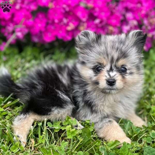 Clover, Mini Elkhound Puppy