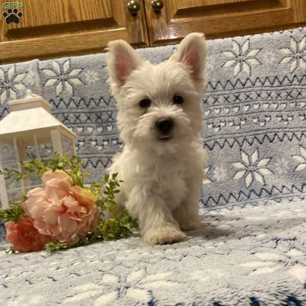 Fritz, Westie Mix Puppy