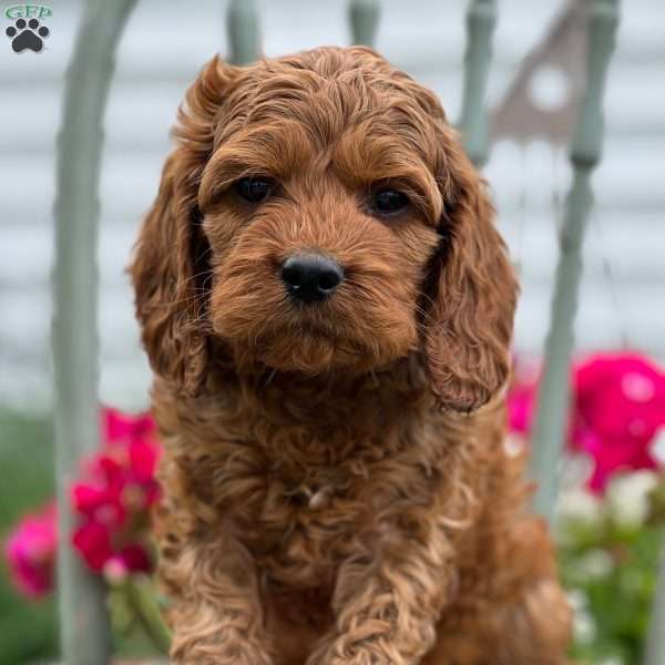 Scooby, Cockapoo Puppy