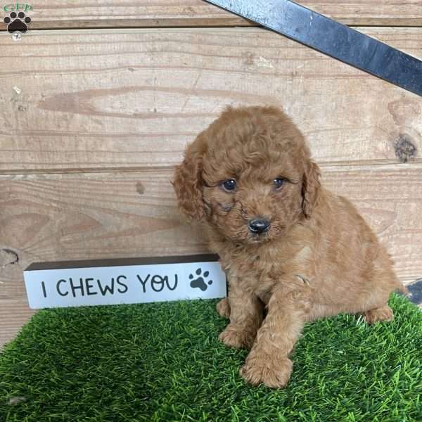 Archer, Mini Goldendoodle Puppy