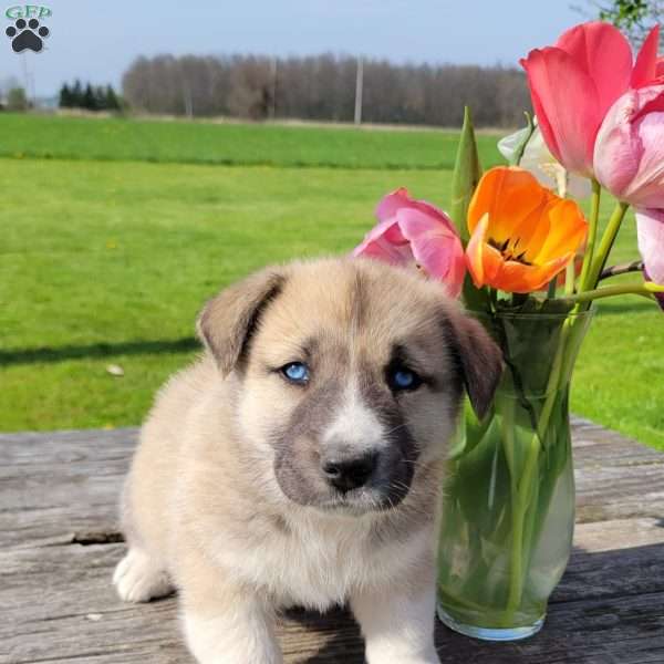 Daisy, Great Pyrenees Mix Puppy