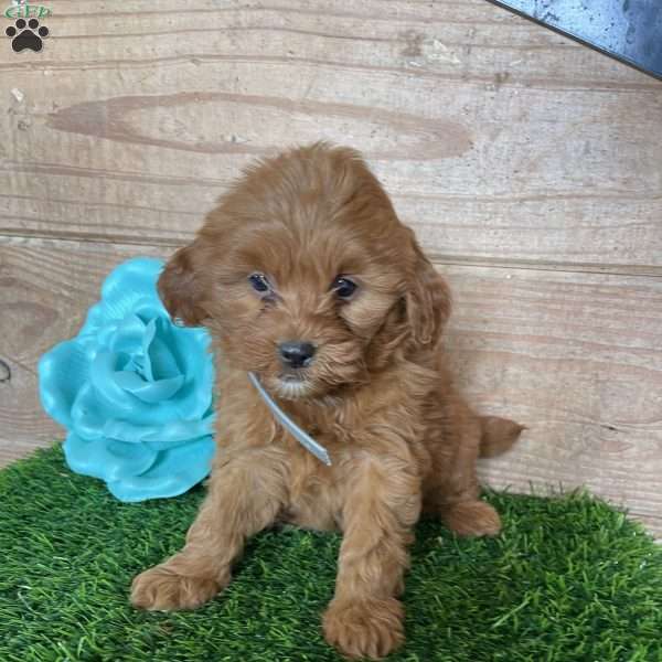 Mia, Mini Goldendoodle Puppy