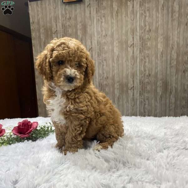 Lori, Miniature Poodle Puppy