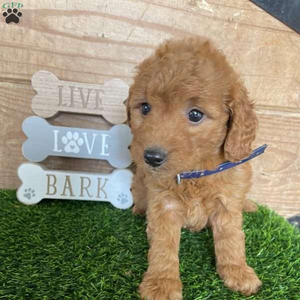 Morgan, Mini Goldendoodle Puppy