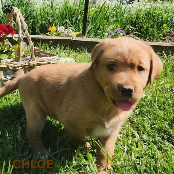 Cloe Robin, Fox Red Labrador Retriever Puppy