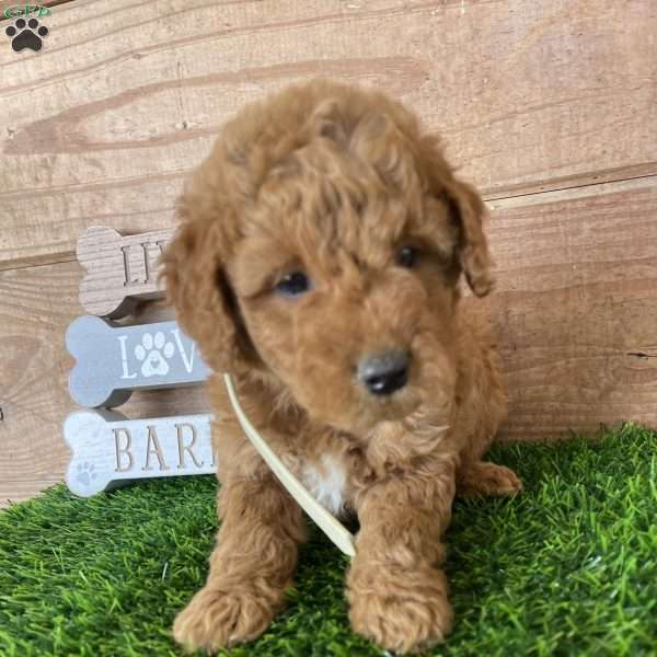 Penny, Mini Goldendoodle Puppy