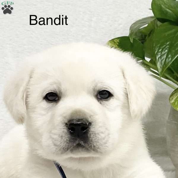 Bandit, Yellow Labrador Retriever Puppy