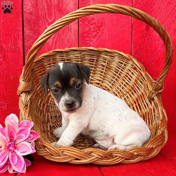 Shelly, Jack Russell Terrier Puppy