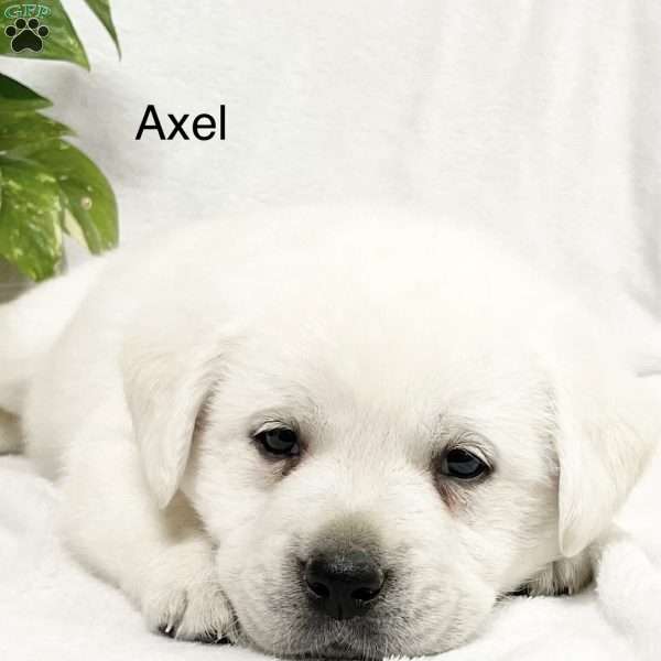 Axel, Yellow Labrador Retriever Puppy