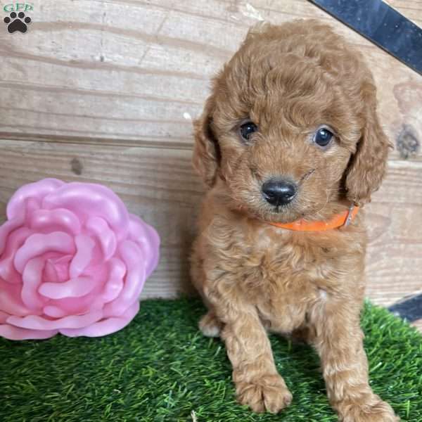 Madison, Mini Goldendoodle Puppy