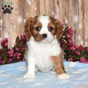 Edgar, Cavalier King Charles Spaniel Puppy