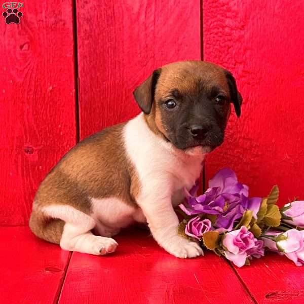 Sassy, Jack Russell Terrier Puppy