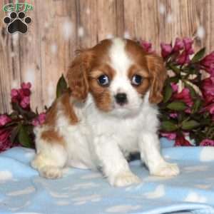 Elli, Cavalier King Charles Spaniel Puppy