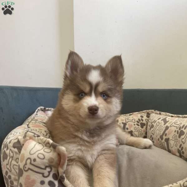 Caramel Latte- F3, Pomsky Puppy