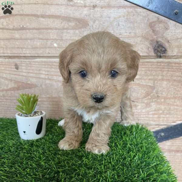 Zoey, Mini Goldendoodle Puppy