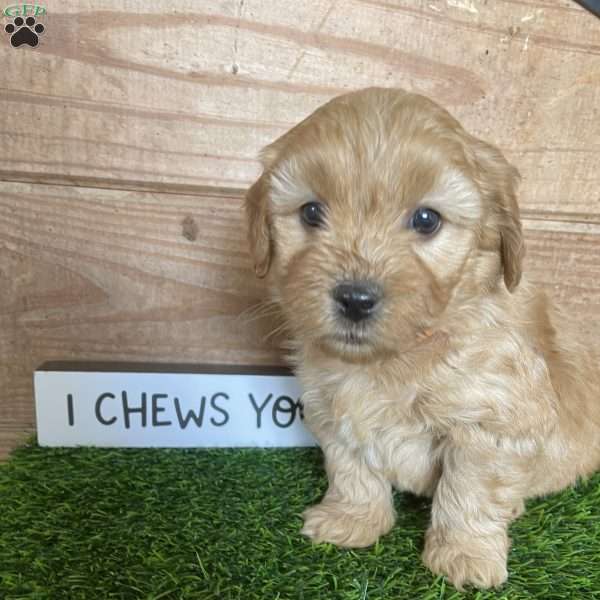 Cosmo, Mini Goldendoodle Puppy