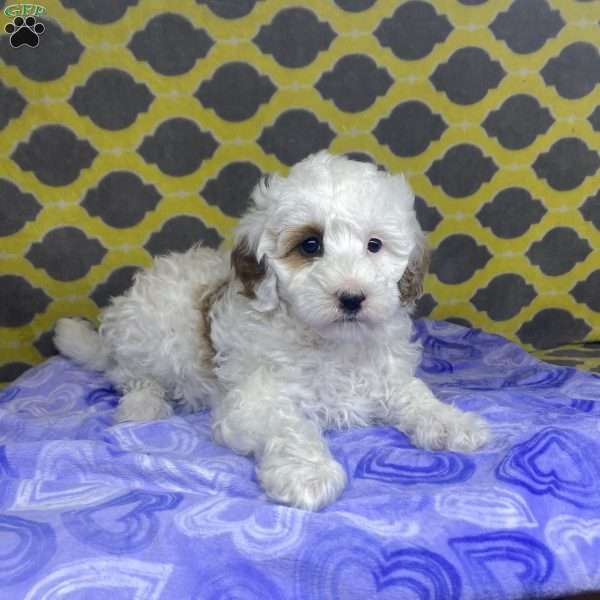 Pearly, Mini Goldendoodle Puppy