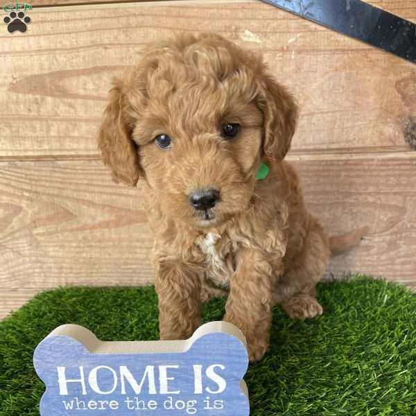 Ginger, Mini Goldendoodle Puppy