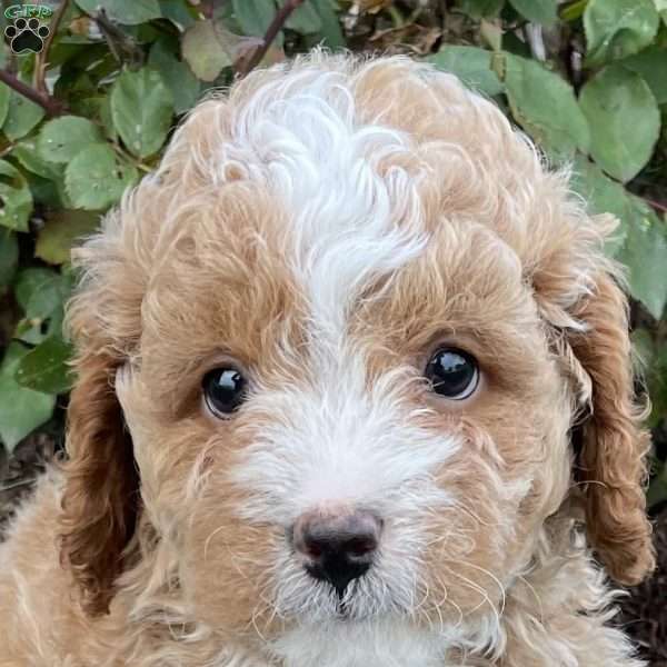 Bingo, Cavapoo Puppy