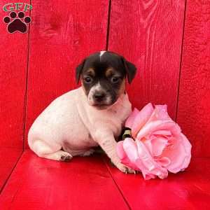 Shelly, Jack Russell Terrier Puppy