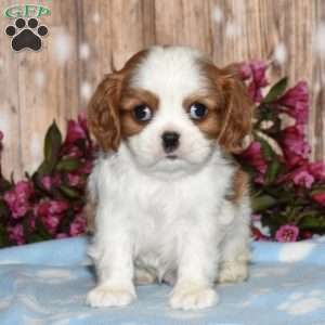 Echo, Cavalier King Charles Spaniel Puppy