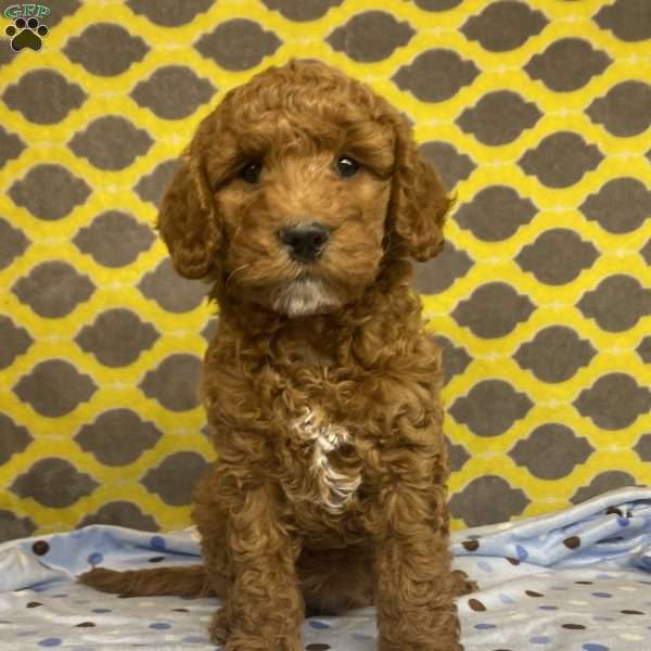 Pepper, Mini Goldendoodle Puppy