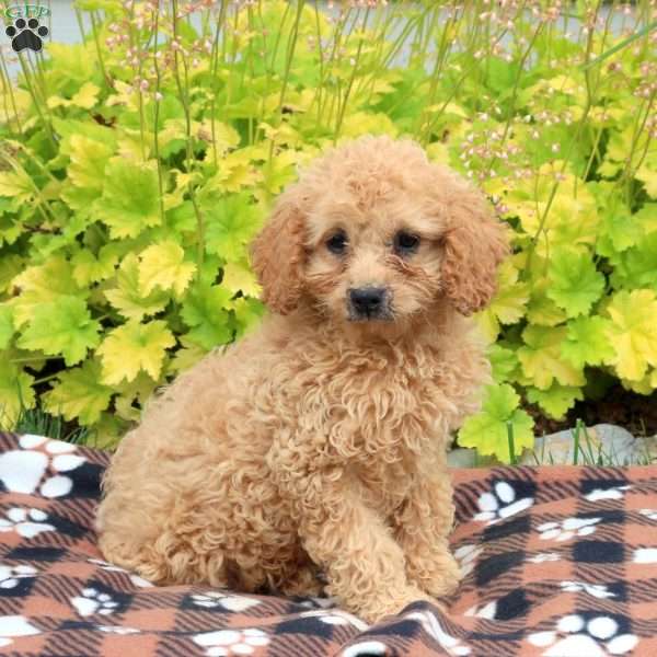 Abby, Mini Goldendoodle Puppy