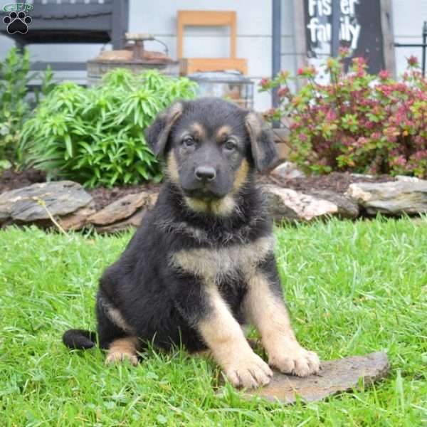 Ace, German Shepherd Puppy