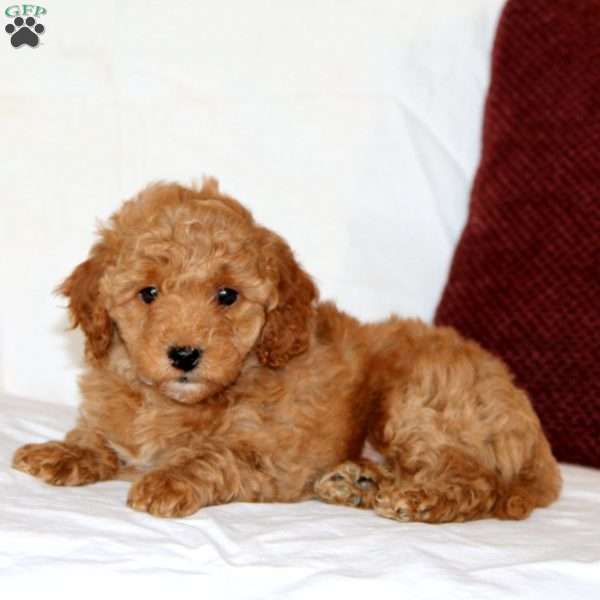 Ace, Cavapoo Puppy