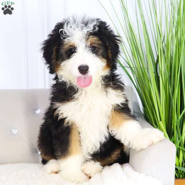 Ace, Mini Bernedoodle Puppy