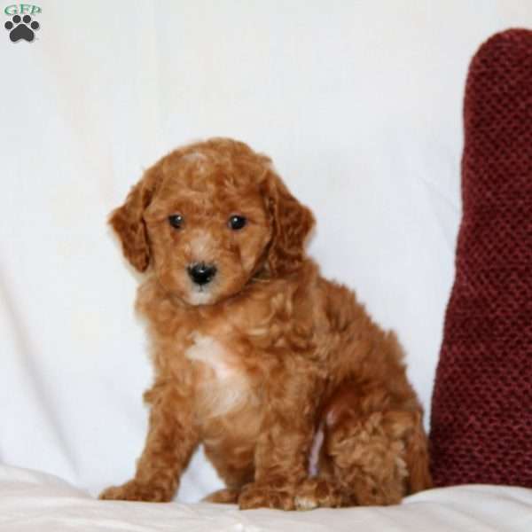 Ajax, Cavapoo Puppy