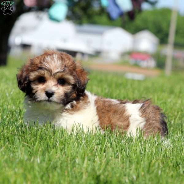 Alec, Teddy Bear Puppy