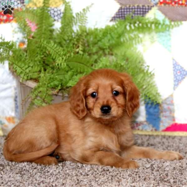 Alec, Miniature Golden Retriever Puppy