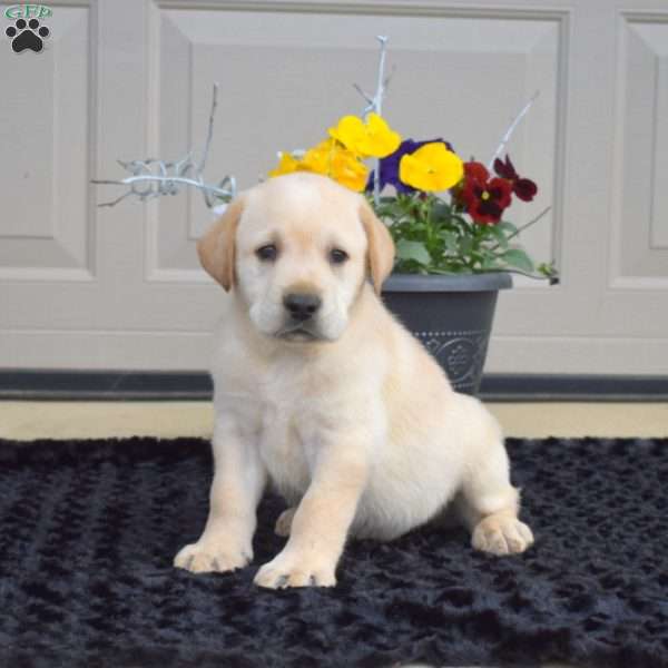 Alfredo, Yellow Labrador Retriever Puppy