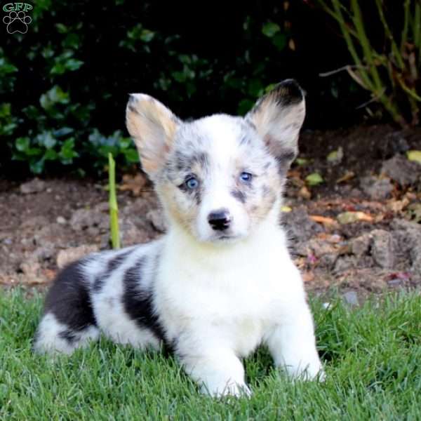 Alison, Pembroke Welsh Corgi Puppy