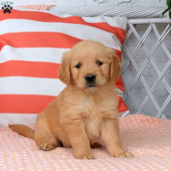 Alison, Golden Retriever Puppy
