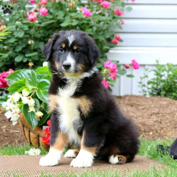 Allen, Australian Shepherd Puppy