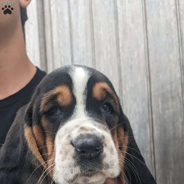 Allie, Basset Hound Puppy