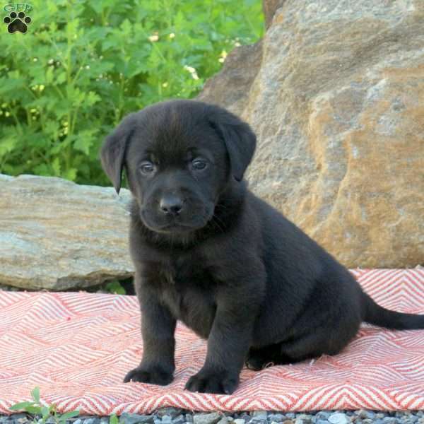 Amanda, Black Labrador Retriever Puppy