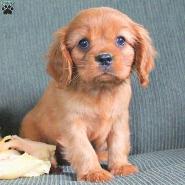 Andrew, Cavalier King Charles Spaniel Puppy