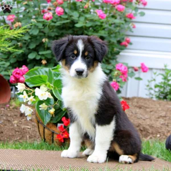 Andrew, Australian Shepherd Puppy